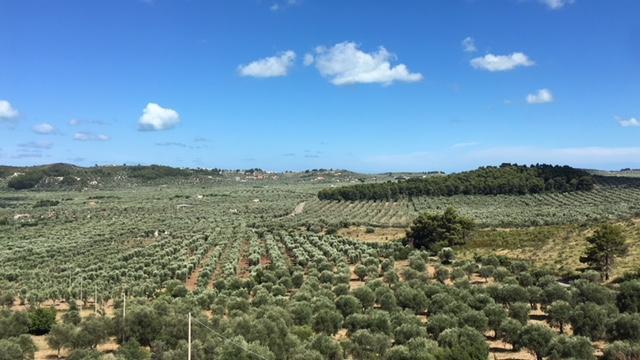 Tenuta Valle Della Corte Βιέστε Εξωτερικό φωτογραφία
